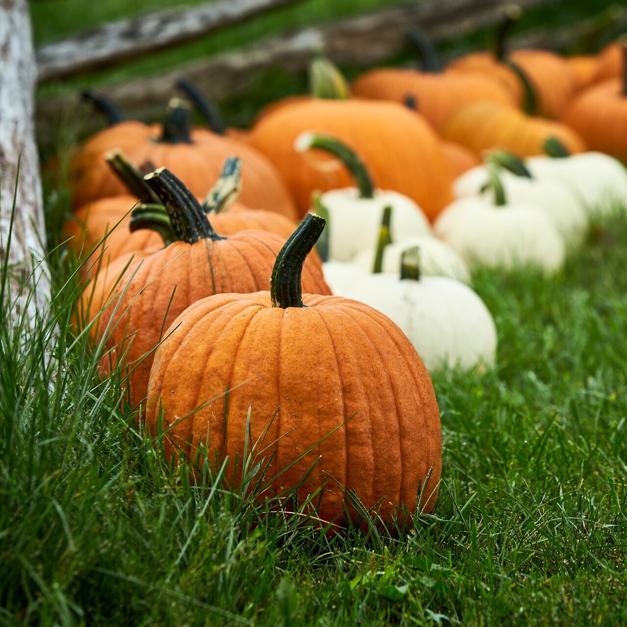 Manure Compost — Vermont Compost Company